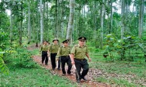 Kiểm lâm là gì? Quy định về tổ chức kiểm lâm.