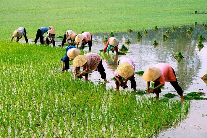 Trường hợp nào cần xác nhận hộ trực tiếp sản xuất nông nghiệp?.