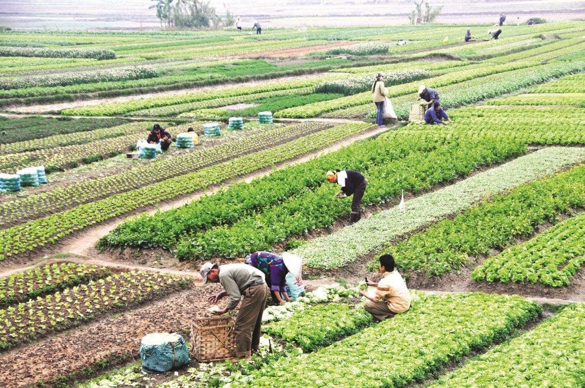 Tach-thua-dat-nong-nghiep-mat-bao-lau.jpg