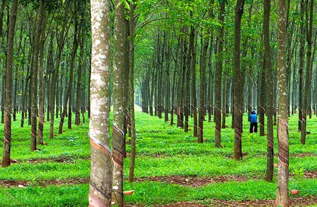 Dat-Trong-Cay-Lau-Nam-Thoi-Han-50-Nam-La-Gi-2023.jpg
