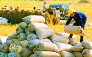 Thương nhân được cấp giấy chứng nhận đủ điều kiện kinh doanh xuất khẩu gạo nhưng không thực hiện kinh doanh trên thực tế có bị thu hồi giấy chứng nhận không?.