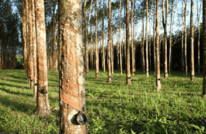 Rừng sản xuất là gì? Đối tượng nào được giao và cho thuê rừng sản xuất?.