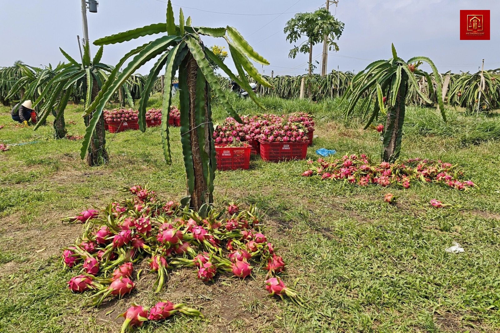 Thanh long Bình Thuận rớt giá sâu khiến nông dân thua lỗ nặng Thanh long Bình Thuận rớt giá sâu khiến nông dân thua lỗ nặng