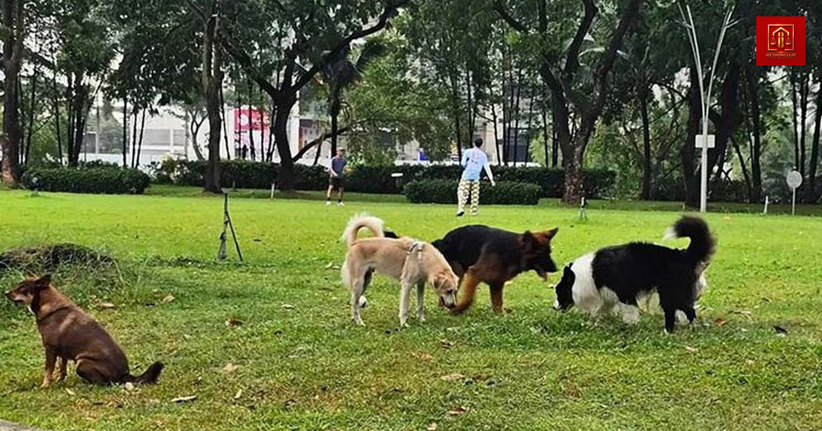 Quy định dắt chó ra nơi công cộng cần đeo rọ mõm hay xích giữ